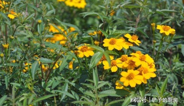 又到蚊虫乱飞的季节家里放两盆“驱蚊花”安全环保无亿博电竞 亿博官网蚊虫(图2)