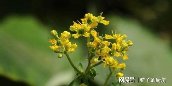 又到蚊虫乱飞的季节家里放两盆“驱蚊花”安全环保无亿博电竞 亿博官网蚊虫(图5)