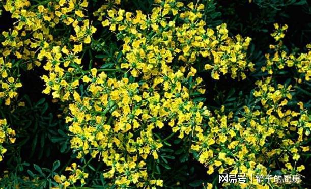 又到蚊虫乱飞的季节家里放两盆“驱蚊花”安全环保无亿博电竞 亿博官网蚊虫(图4)