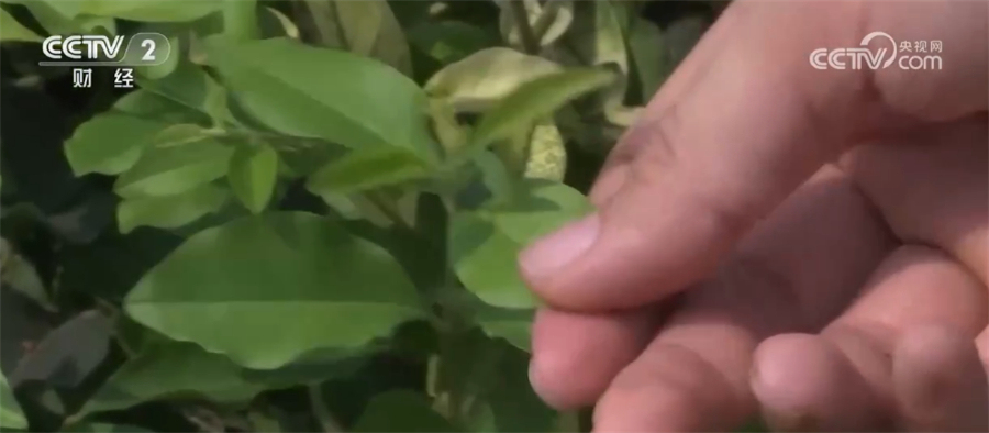 亿博电竞 亿博官网“以钢炼钢”节能减排 四川泸州钢铁企业加快转型(图2)