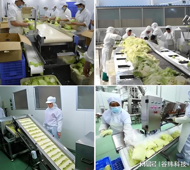 高效净亿博电竞 亿博官网菜加工设备：提升食品安全与生产效率的新选择(图2)